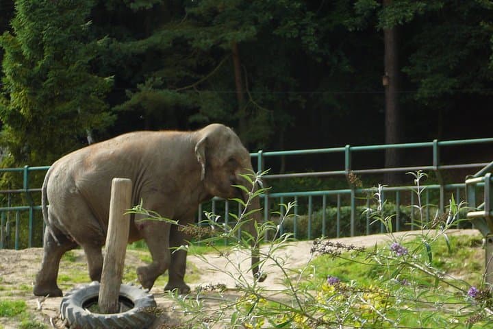 Oliwa Zoo Gdansk Private Transfer & Skip-the-Line Tickets photo 3