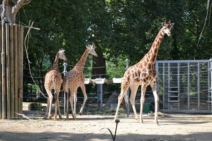 Oliwa Zoo Gdansk Private Transfer & Skip-the-Line Tickets photo 2