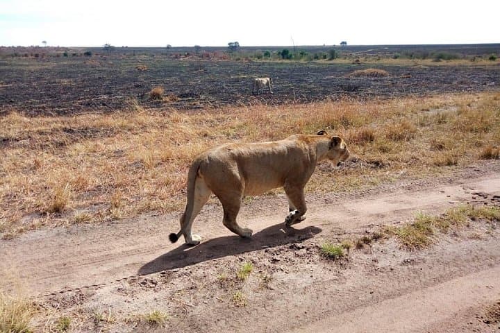 Two-Day Private Safari in Samburu National Park from Nairobi photo 2