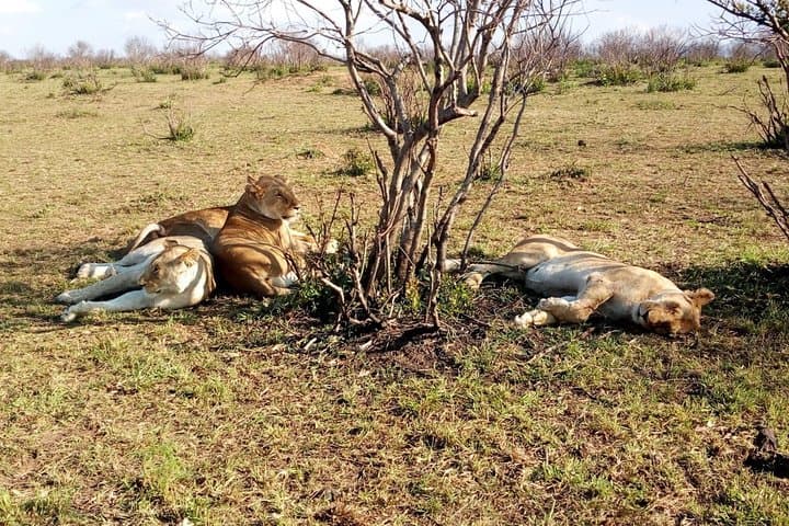 Ngutuni Conservancy 2-Day Safari from Mombasa Beach — Game Drives & Lodge Stay