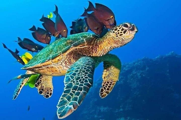 Mnemba Island Half-Day Dolphin and Snorkeling Tour — Matemwe Snorkel Guide photo 6