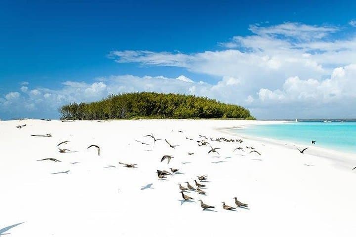 Mnemba Island Half-Day Dolphin and Snorkeling Tour — Matemwe Snorkel Guide photo 3