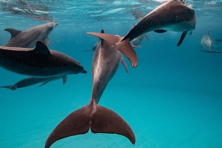 Zanzibar Dolphin Swim, Kuza Cave & Jozani Forest Day Trip from Stone Town photo 4