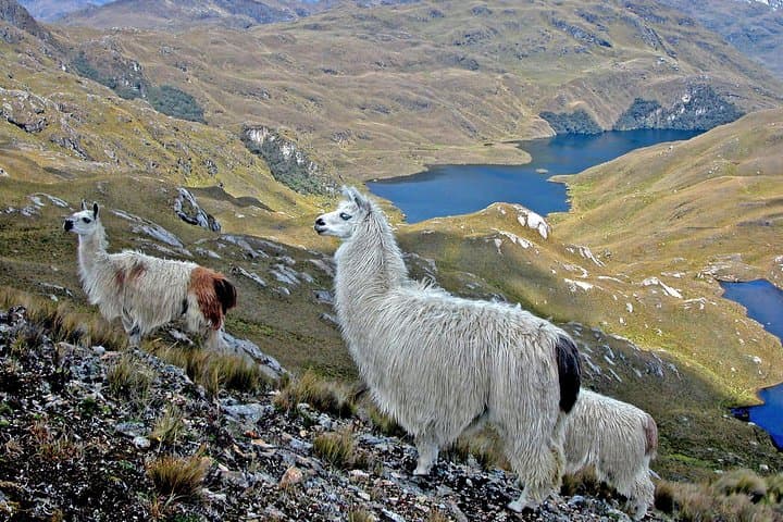 Cajas National Park Full-Day Trek from Cuenca — Cucheros to Mamamag Lagoons photo 5