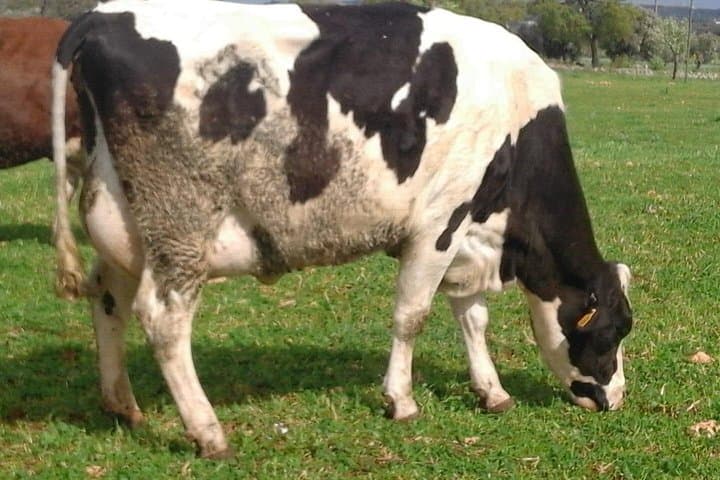 Hands-On Cheese Making in Valle d'Itria: Private Farm Tour & Tasting Near Ostuni photo 4