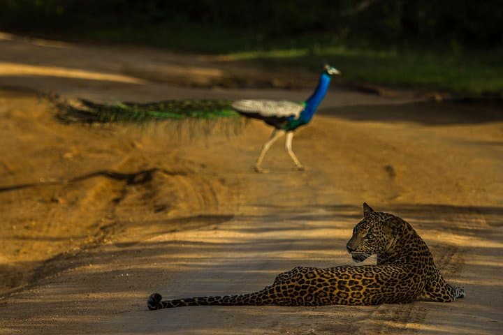 Private All-Inclusive Yala & Bundala Safari with Lunch — Full-Day Wildlife Drive photo 1