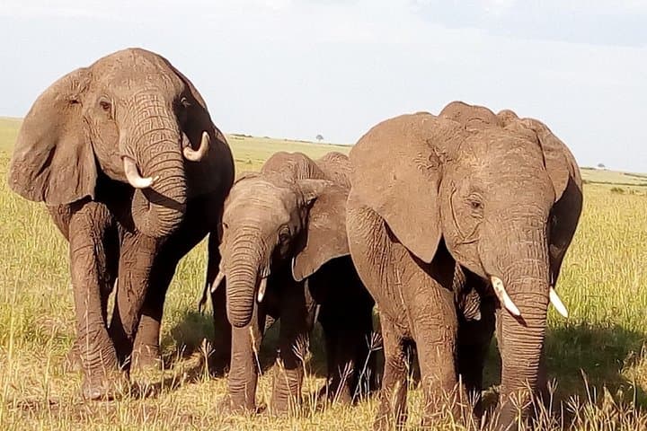 3-Day Private Meru National Park Safari from Nairobi: Wild Rhinos, Elsa’s Legacy & Quiet Game Drives