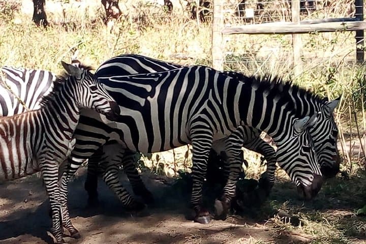 3-Day Private Meru National Park Safari from Nairobi: Wild Rhinos, Elsa’s Legacy & Quiet Game Drives photo 5