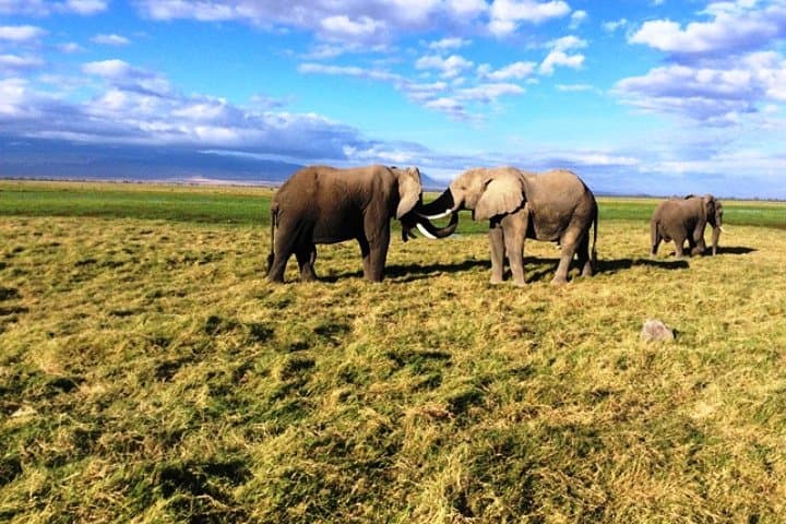 Masai Mara 4-Day Air Safari from Diani — Big Five Game Drives & Migration Views photo 2
