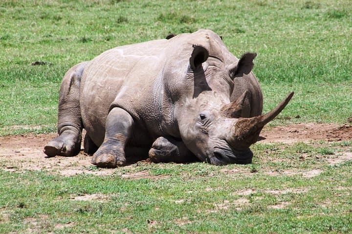 Masai Mara 4-Day Air Safari from Diani — Big Five Game Drives & Migration Views photo 3
