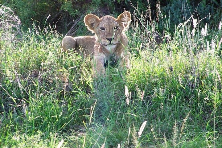 Masai Mara 4-Day Air Safari from Diani — Big Five Game Drives & Migration Views photo 5