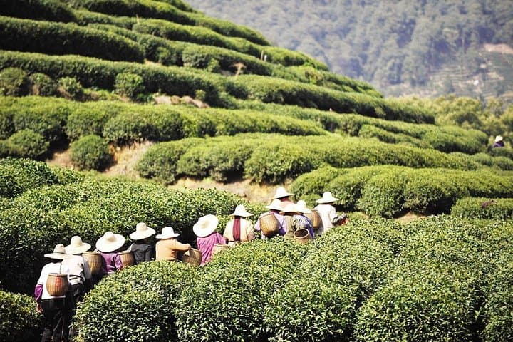 Hangzhou Bullet Train Private Day Tour: West Lake, Longjing Tea & Lingyin Temple photo 1