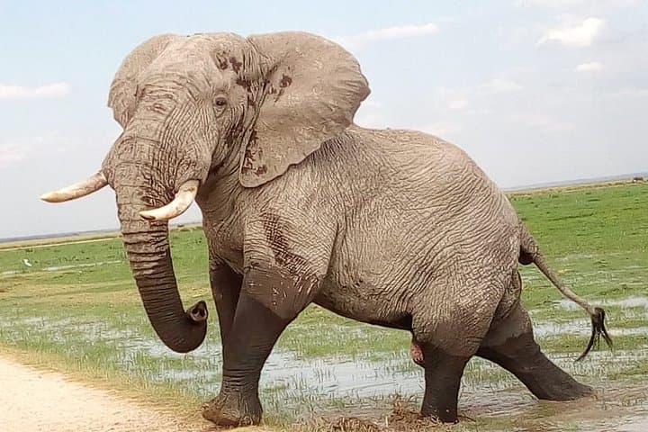 2-Day Tsavo Safari from Mombasa: Private Game Drives & Voi Lodge photo 1