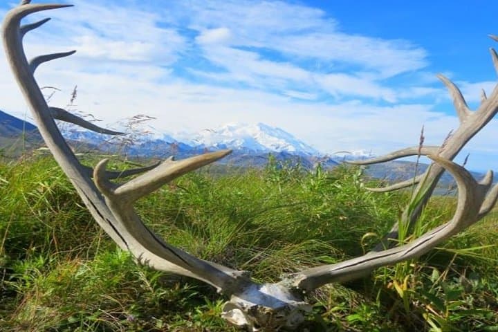 Seamless Shuttle from Fairbanks to Denali National Park: Your Essential Transfer Guide photo 6