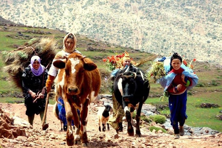 Berber Life Experience in the Atlas Mountains: Day Trip from Marrakech