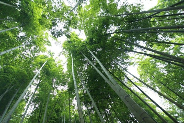 Moganshan Private Day Trip from Hangzhou: Bamboo Forests, Villages & Local Lunch photo 3