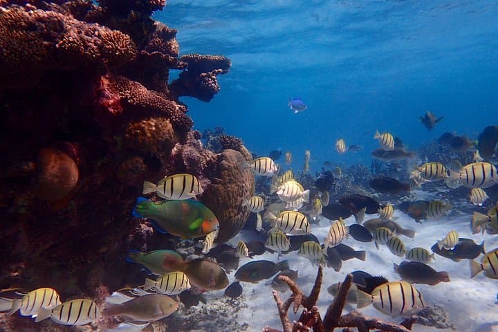 Lagoon Explorer: Ningaloo Reef Full-Day Kayak & Snorkel Adventure photo 3