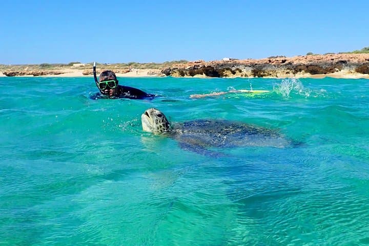 Ningaloo Turtle Kayak & Snorkel: Half-Day in Bundegi Sanctuary Zone photo 2