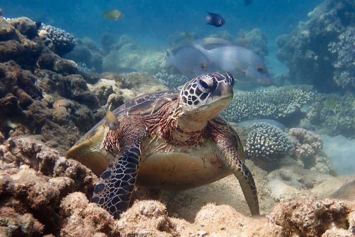 Ningaloo Turtle Kayak & Snorkel: Half-Day in Bundegi Sanctuary Zone