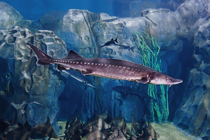 Full-Day Shanghai: Ocean Aquarium, Xintiandi & Jing'an Temple Private Tour photo 2