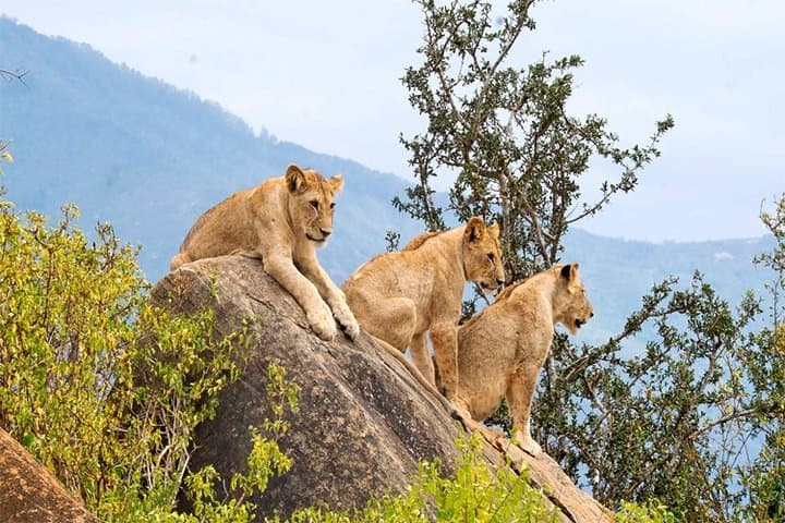 Amboseli National Park 2-Day Safari: Kilimanjaro Views & Guaranteed Elephants photo 3