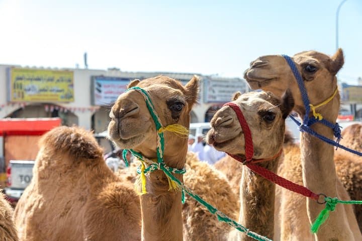 Essence of the Orient: 9-Day Private Tour from Muscat photo 3