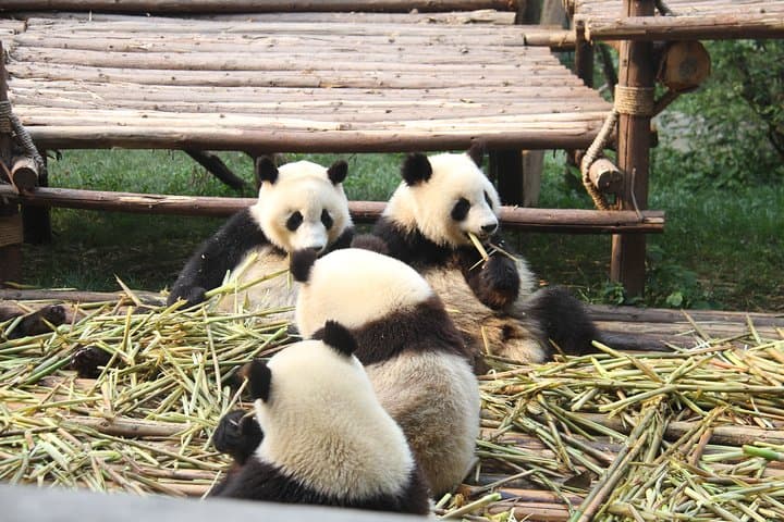 18-Day Private China Tour: Beijing, Xi'an, Sichuan, Lijiang & Guilin Itinerary photo 6
