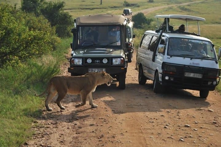 3-Day Maasai Mara Camping Safari from Nairobi — Big Five Game Drives photo 3