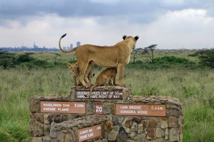Exploring Nairobi National Park: A Unique Game Drive Just Outside Kenya’s Capital photo 2