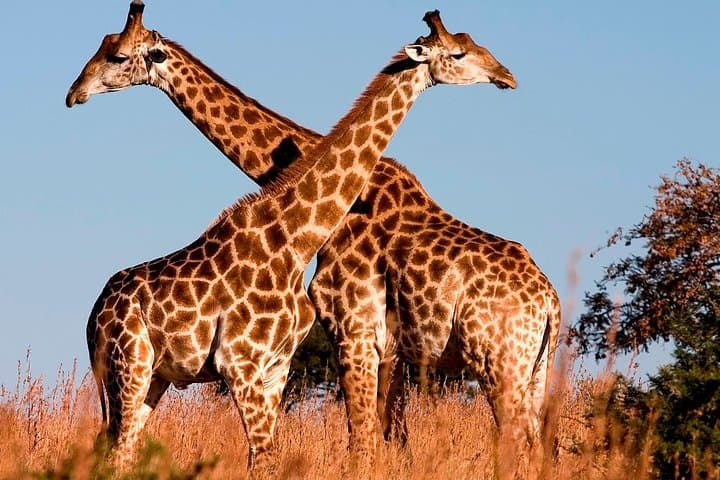 Exploring Nairobi National Park: A Unique Game Drive Just Outside Kenya’s Capital photo 6