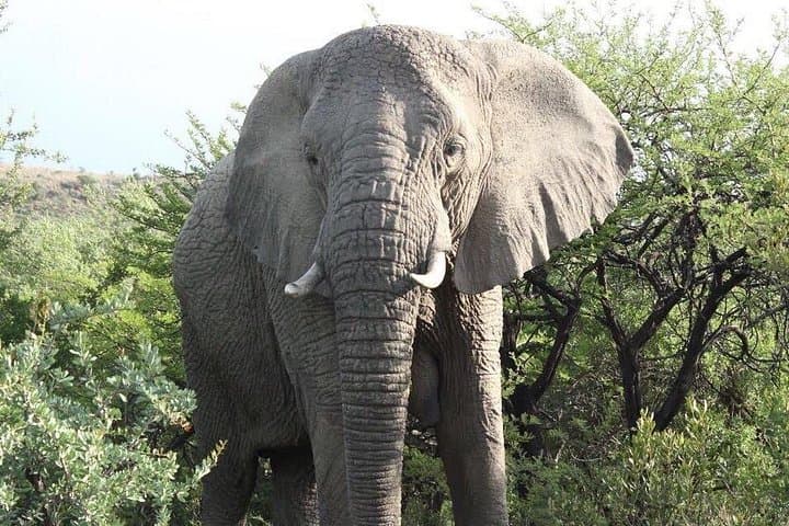 Lion and Safari Park Day Tour from Johannesburg — See Lions, Cheetahs & Giraffes