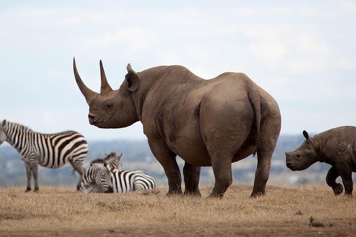 Aberdares 2-Day Private Safari: Night Game Viewing at The Ark & Treetops photo 4