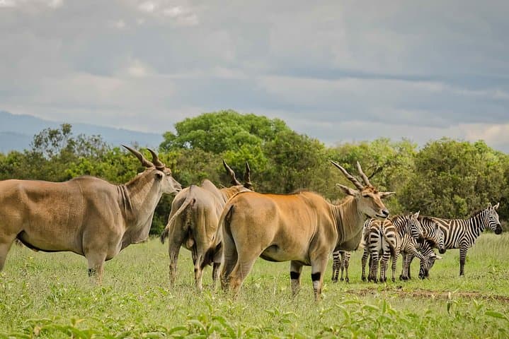 Aberdares 2-Day Private Safari: Night Game Viewing at The Ark & Treetops photo 2
