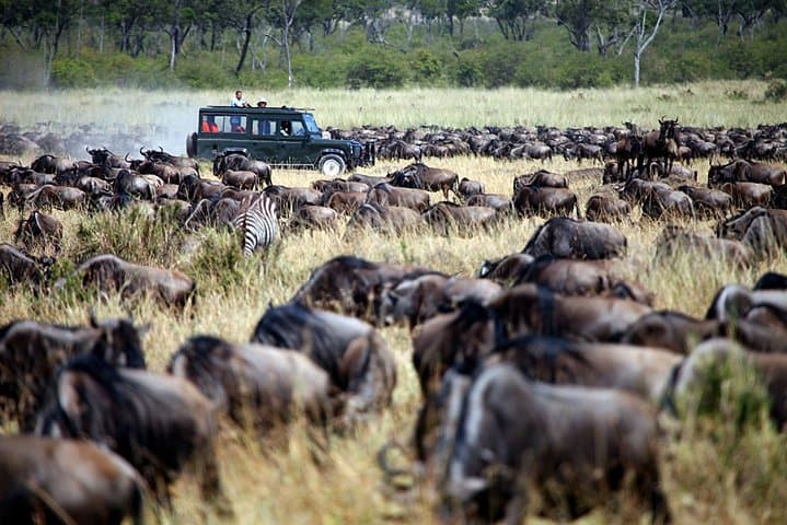 3-Day Private Flying Safari to the Masai Mara: 4x4 Game Drives & Big Five Viewing photo 4