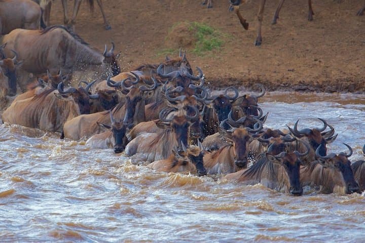 3-Day Private Flying Safari to the Masai Mara: 4x4 Game Drives & Big Five Viewing photo 5