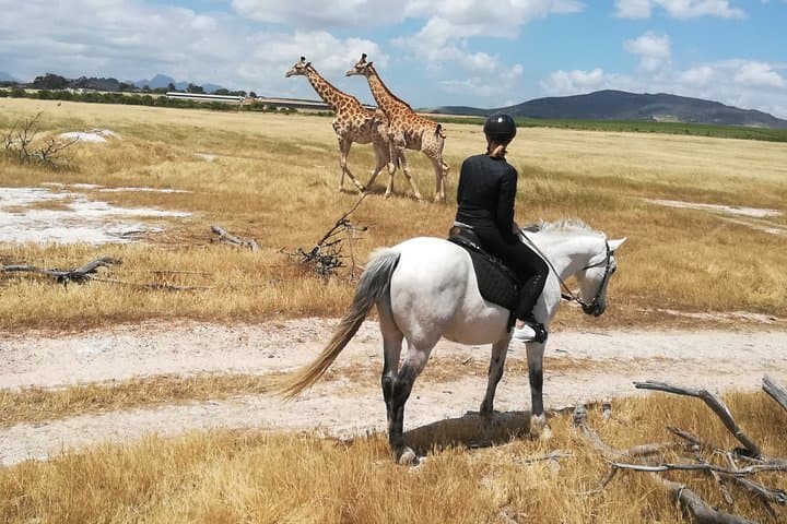 Horse Riding Wildlife Safari near Stellenbosch — 90-Minute Game Reserve Ride