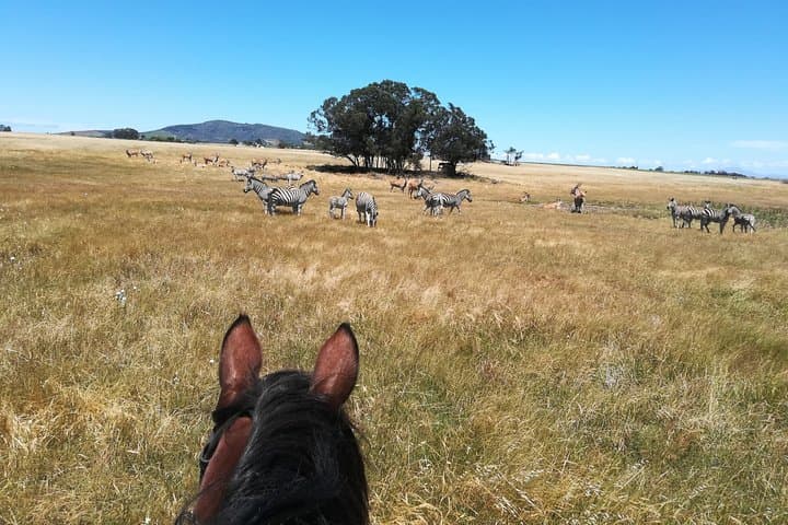 Horse Riding Wildlife Safari near Stellenbosch — 90-Minute Game Reserve Ride photo 2