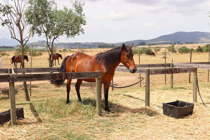 Horse Riding Wildlife Safari near Stellenbosch — 90-Minute Game Reserve Ride photo 3