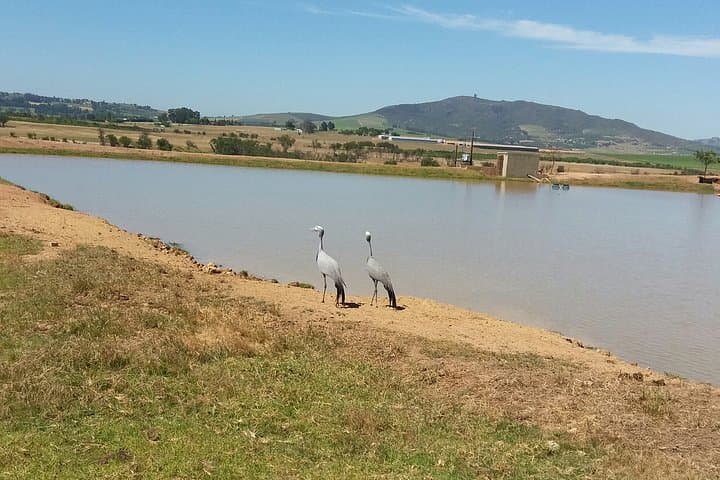 Horse Riding Wildlife Safari near Stellenbosch — 90-Minute Game Reserve Ride photo 4