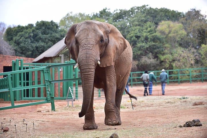 Private Elephant Sanctuary Tour from Pretoria — Close Encounters at Hartbeespoort