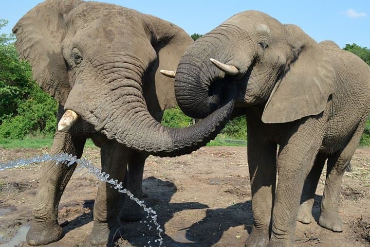 Private Elephant Sanctuary Tour from Pretoria — Close Encounters at Hartbeespoort photo 3