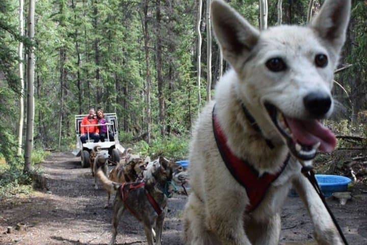 Yukon Discovery Tour from Skagway: White Pass, Carcross Desert & Dog Mushing Camp photo 6