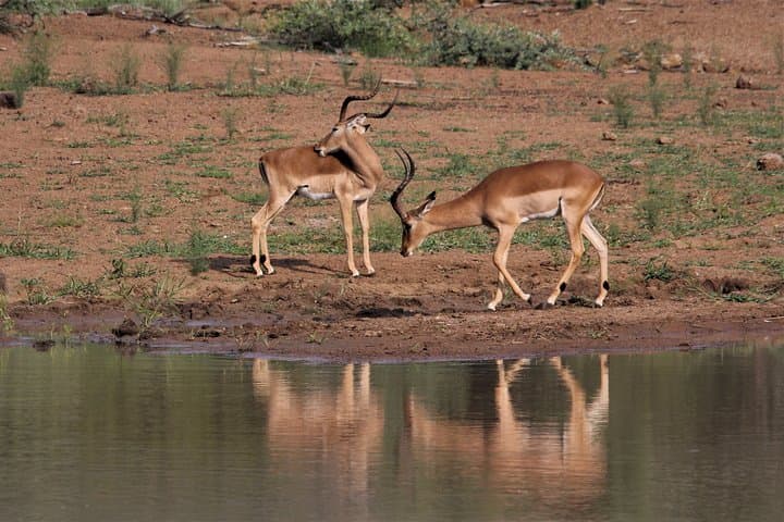 1-Day Tarangire National Park Safari from Arusha — Elephants & Baobabs