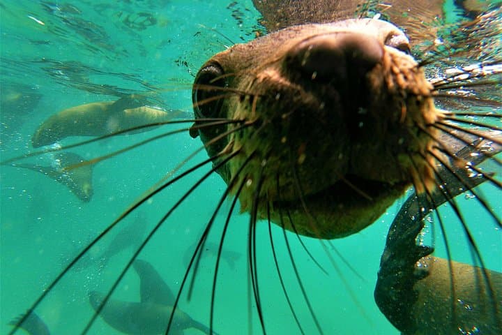 Seal Viewing Boat Tour Plettenberg Bay - Robberg Seal Colony Cruise photo 4