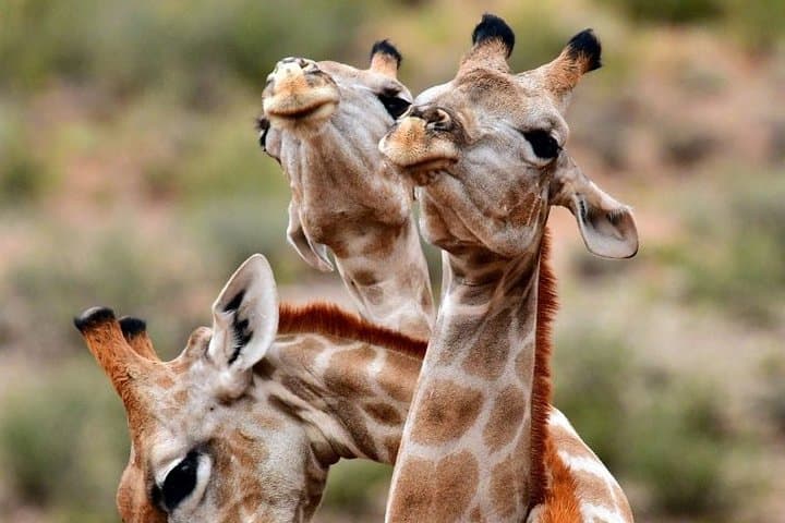 Selous Full-Day Safari from Zanzibar: Flight, Game Drive & Picnic Lunch