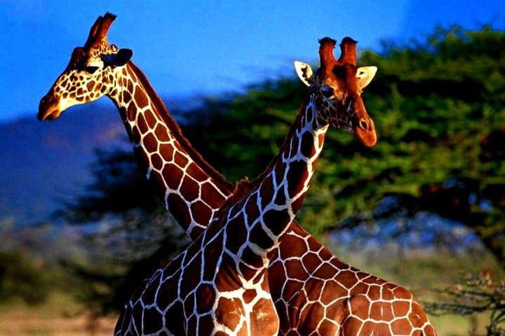 Selous Full-Day Safari from Zanzibar: Flight, Game Drive & Picnic Lunch photo 4