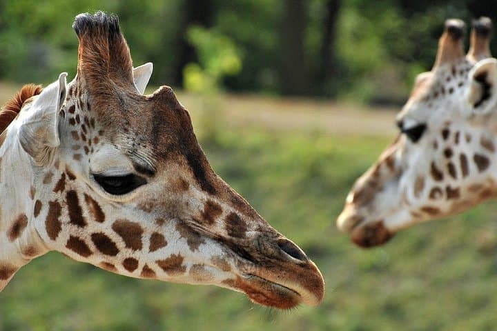 Selous Full-Day Safari from Zanzibar: Flight, Game Drive & Picnic Lunch photo 6