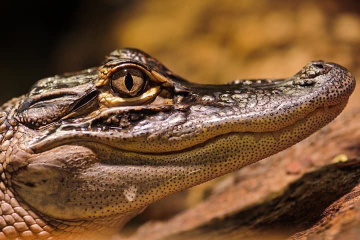 Selous Game Reserve Safari from Zanzibar — 4-Day Full-Board Safari on the Rufiji