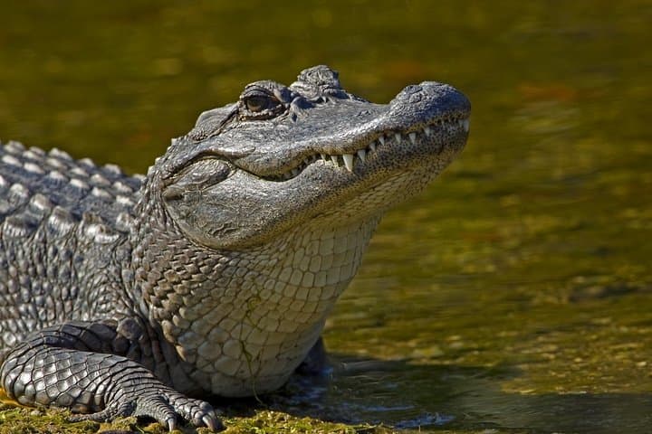 Selous Game Reserve Safari from Zanzibar — 4-Day Full-Board Safari on the Rufiji photo 2