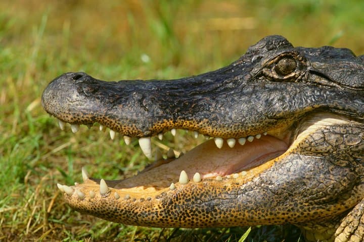 Selous Game Reserve Safari from Zanzibar — 4-Day Full-Board Safari on the Rufiji photo 3